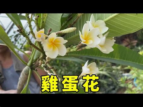 雞蛋花風水陽台|為何雞蛋花能改善家居運勢？